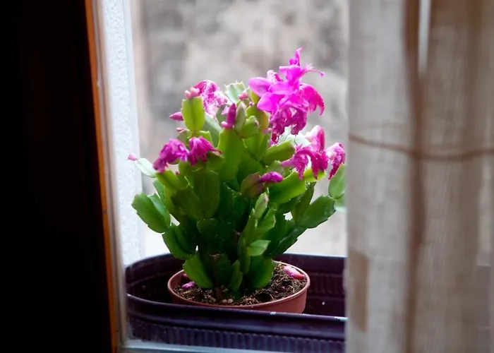 아파트먼트 살베자니 * 스플리트